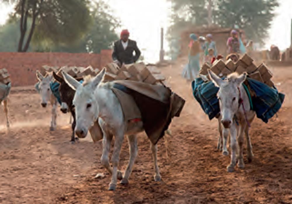  கழுதையிடமும் கற்றுக்கொள்ளலாம் 