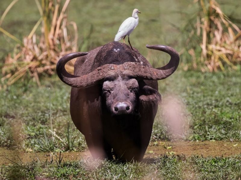 எருமையின்  மீது நாரை